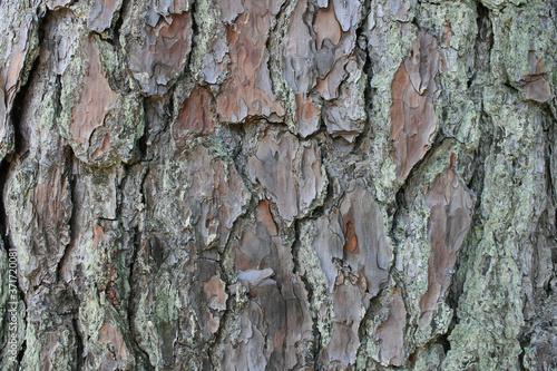 テクスチャ　木