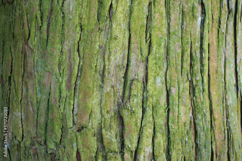 テクスチャ　コケの生えた木