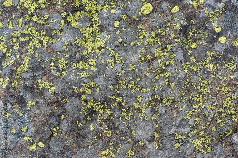 Lichen on the stone macrophotography Lichen on the stone macrophotography