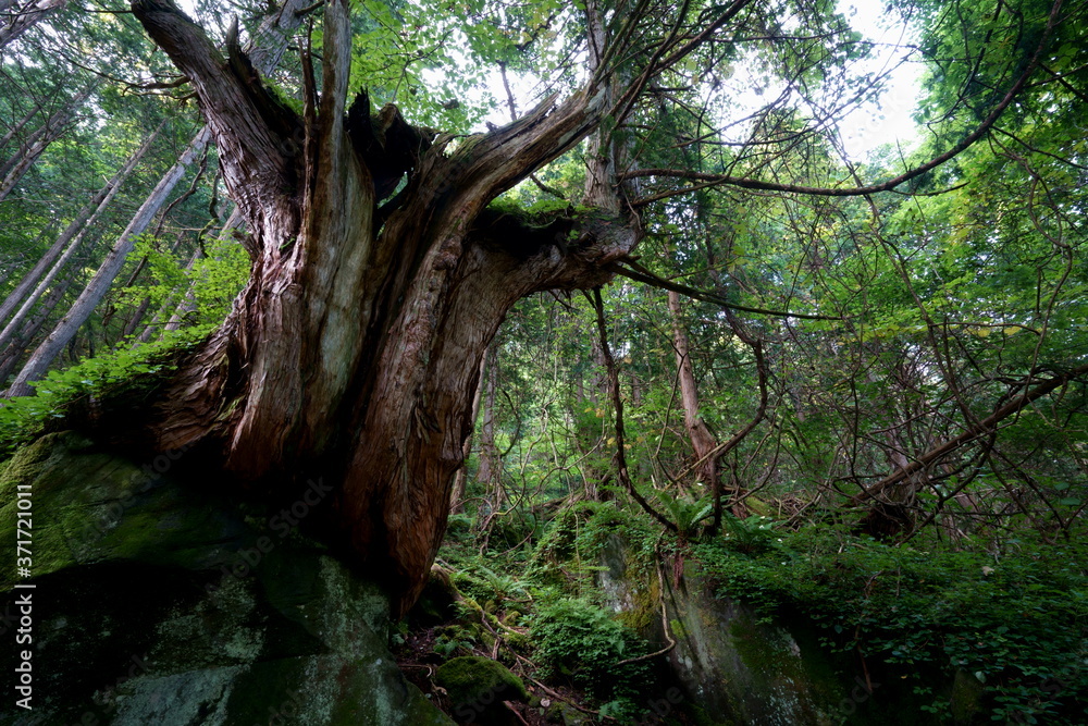 原始林のように古くて大きな木が多い森の風景