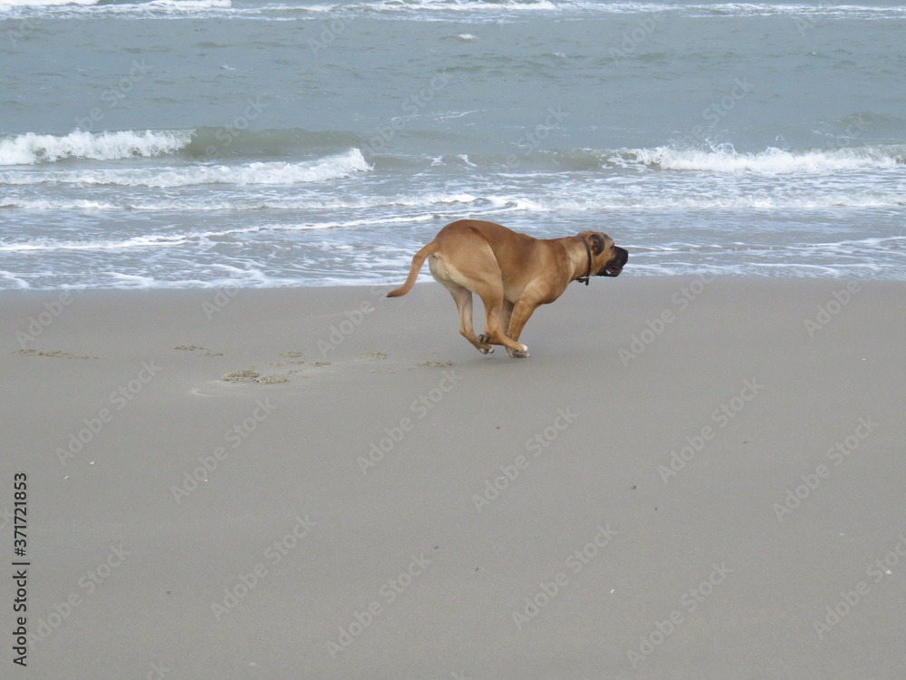 A boerboel running across the sea-line A boerboel running across the sea-line