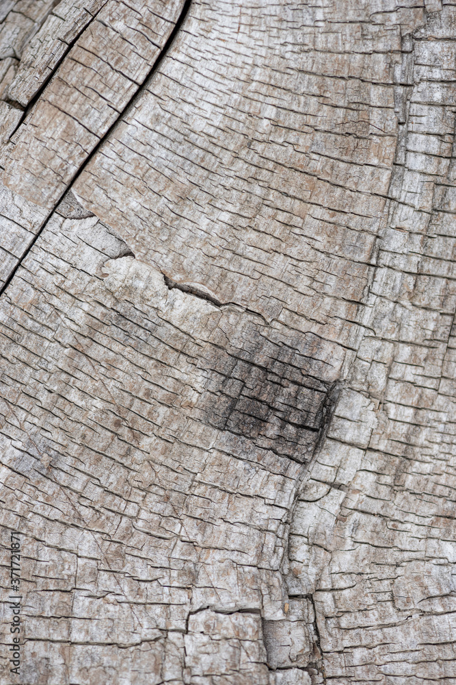 Fototapeta premium Rough texture of dry old wood