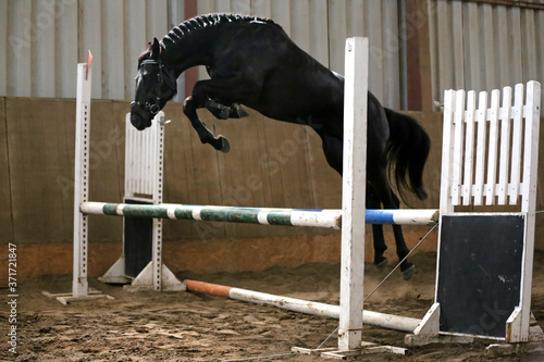Beautiful young purebred horse jump over barrier. Free jumping in the riding hall