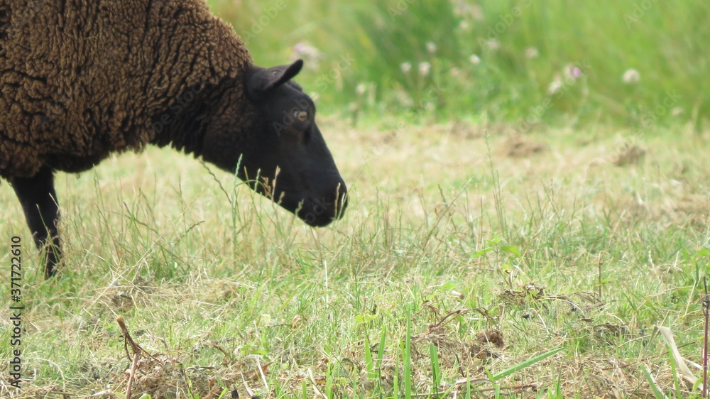 Fototapeta premium A brown sheep eating grass