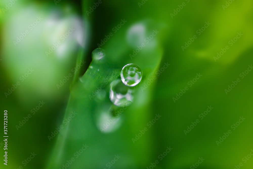 Beautiful shiny dew water drop on green grass in nature macro. Soft selective focus, sparkling bokeh Beautiful shiny dew water drop on green grass in nature macro. Soft selective focus, sparkling bokeh