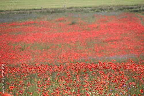 Mohnfeld im Sommer
