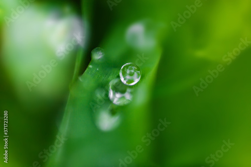 Beautiful shiny dew water drop on green grass in nature macro. Soft selective focus, sparkling bokeh