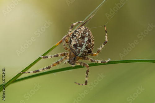 Araneus spider - insects in the wild