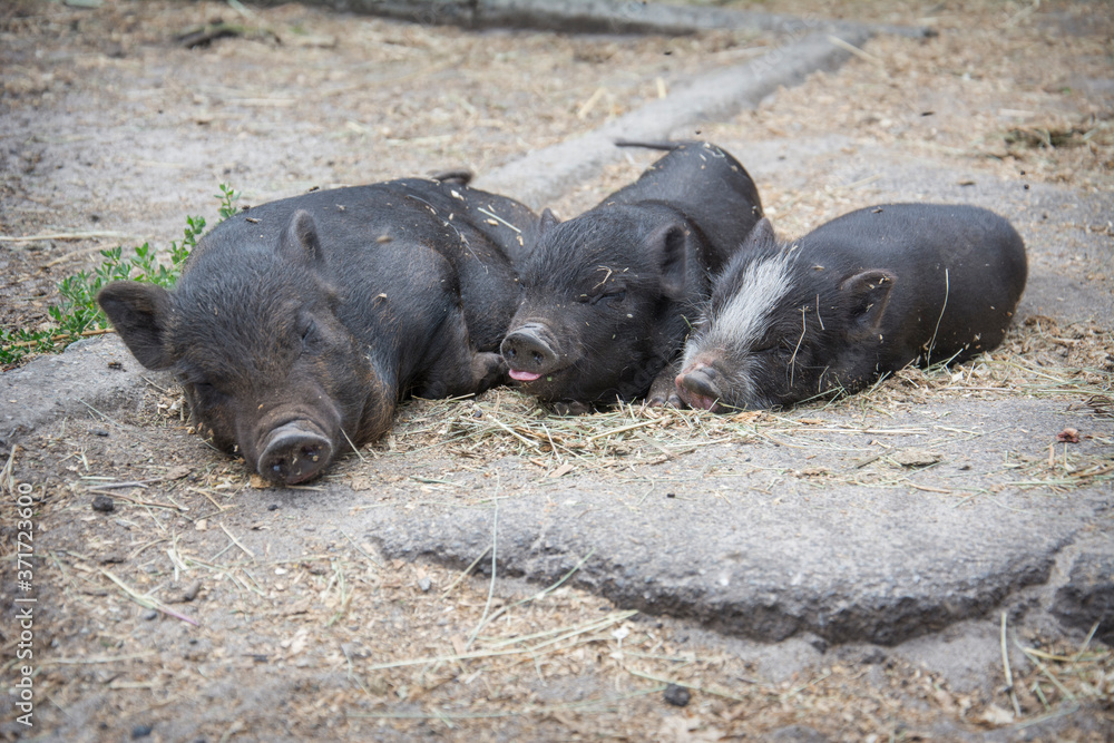 In summer, three black pigs sleep on the farm outside. In summer, three black pigs sleep on the farm outside.