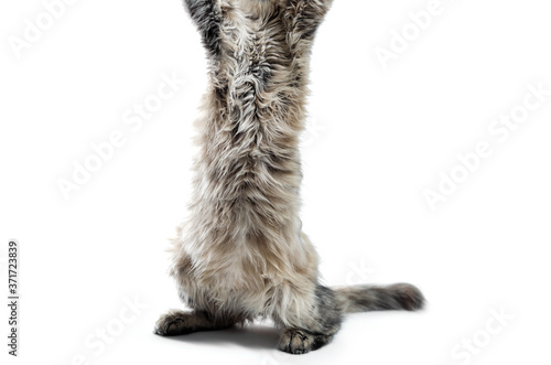 Photography big cat stretches up on a white background