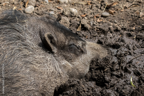 Happy sleeping Visayan Warty Pig, Sus cebifrons, is endangered from lose of its Phillippines habitat photo