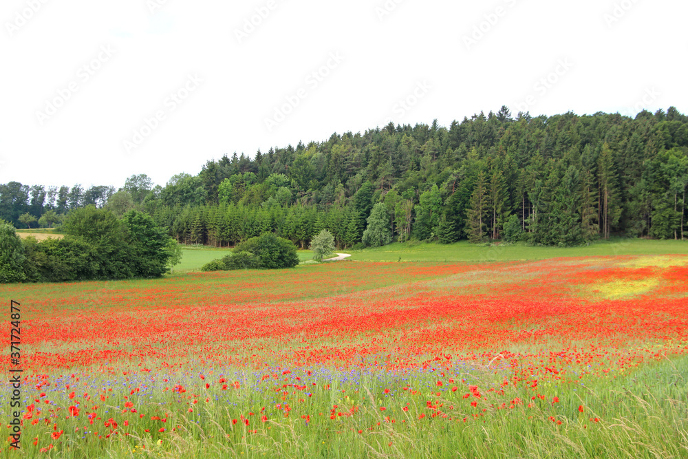 Wildblumen - Mohn in der Natur