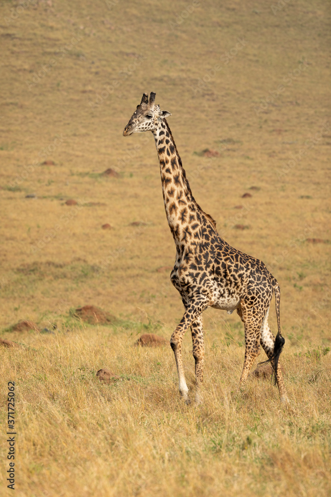 Adult male giraffe walking in the plains of Masai Mara in Kenya
