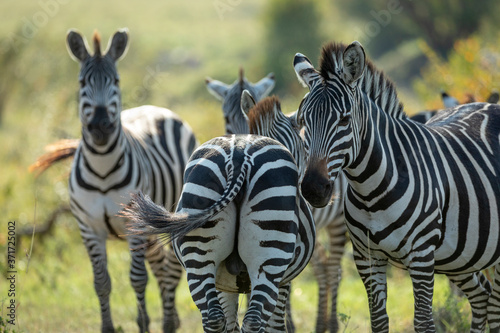 Group of zebra standing together in warm afternoon light in Masai Mara Kenya