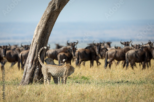 Two adult cheetah standing by a tree marking territory with a herd of wildebeest watching in Masai Mara Kenya