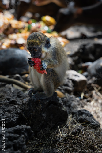 Monkey eating water melone sitting on a turtle
