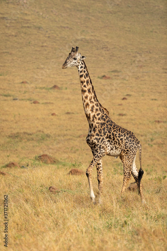Adult male giraffe walking in the plains of Masai Mara in Kenya