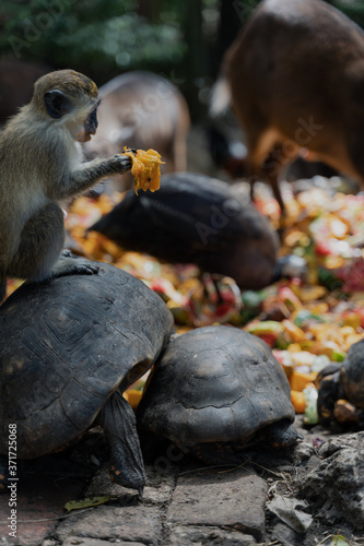 Monkey holding fruit sitting on a turtle