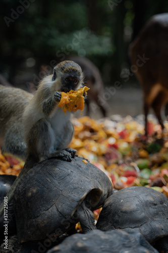 Monkey eating fruit sitting on a turtle