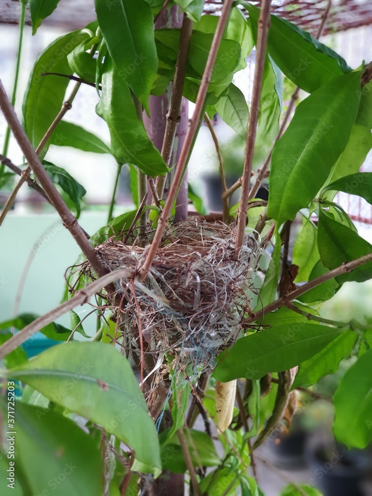 bird nest on a tree bird nest on a tree