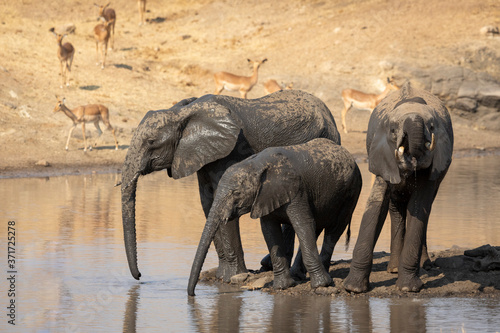 Three sub adult elephants standing at water s edge drinking in Kruger South Africa