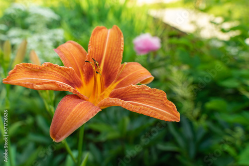 Lilien Blüte