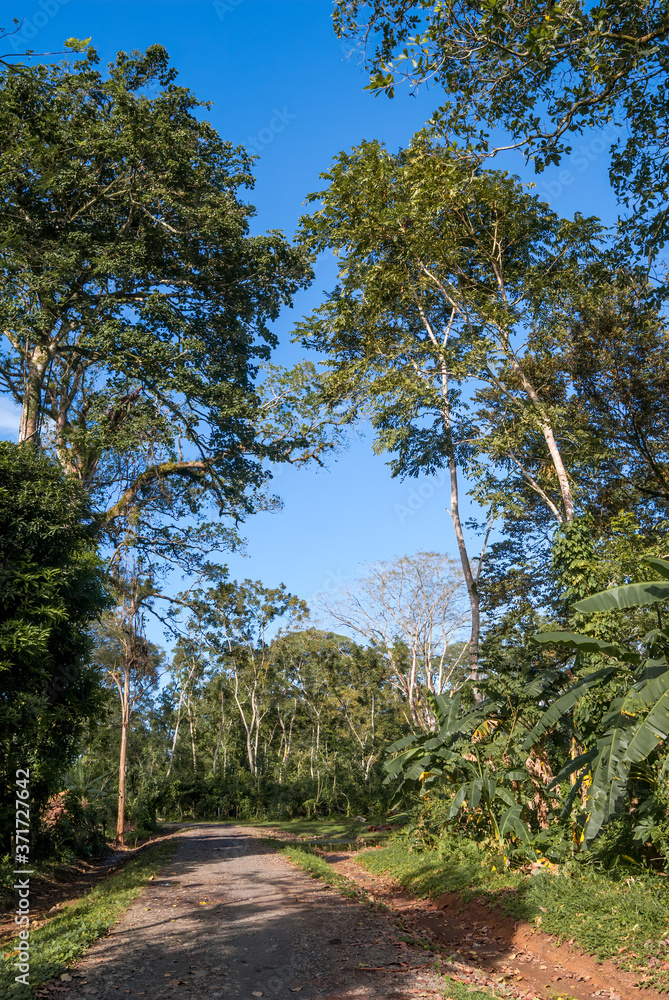 Tropical forest along the Papaturro River, Nicaragua Tropical forest along the Papaturro River, Nicaragua