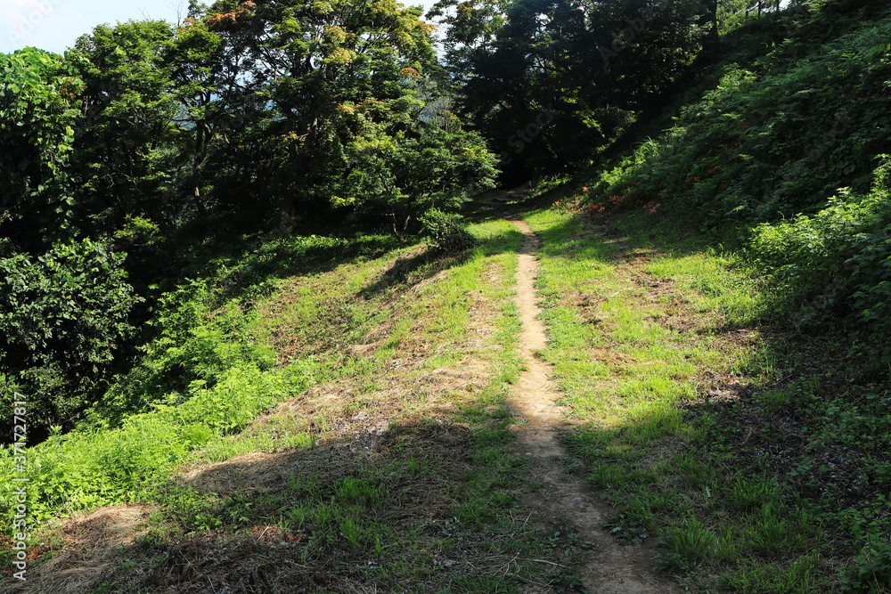 Obraz premium たくさんの植物が自生する山道 