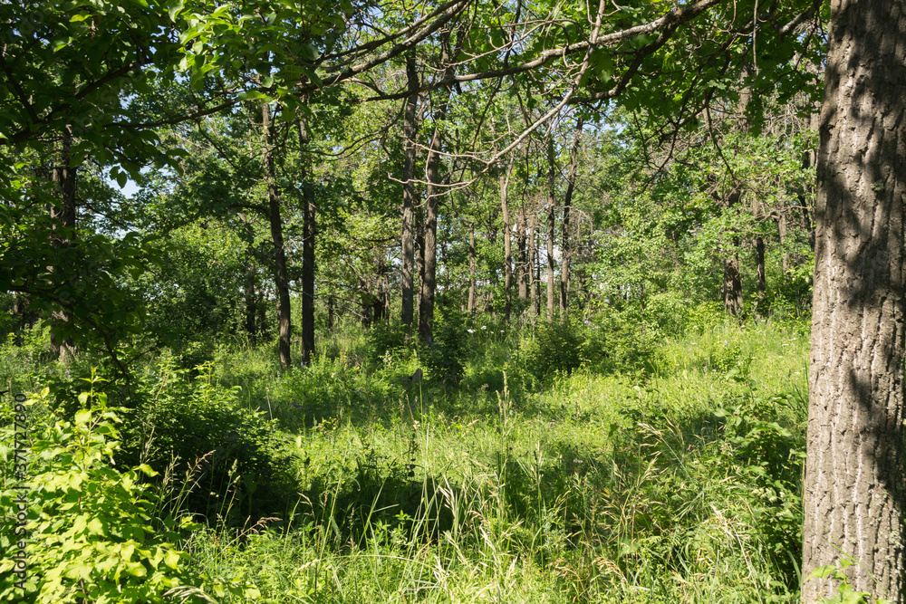 Fototapeta premium Landscape images of nature near the village of Cheremukhovo, Samara region