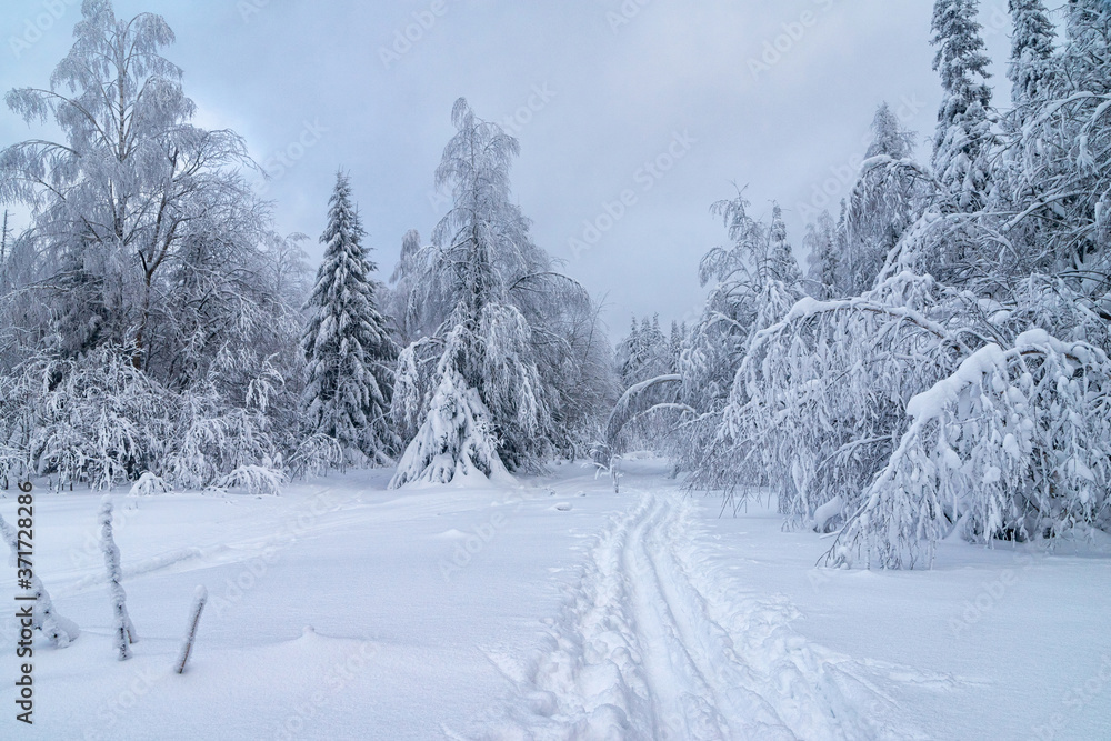 winter forest in the snow winter forest in the snow
