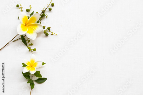 yellow flowers frangipani local flora of asia arrangement flat lay postcard style on background white 