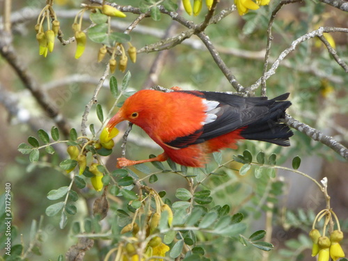 Hawaiian Forest Bird