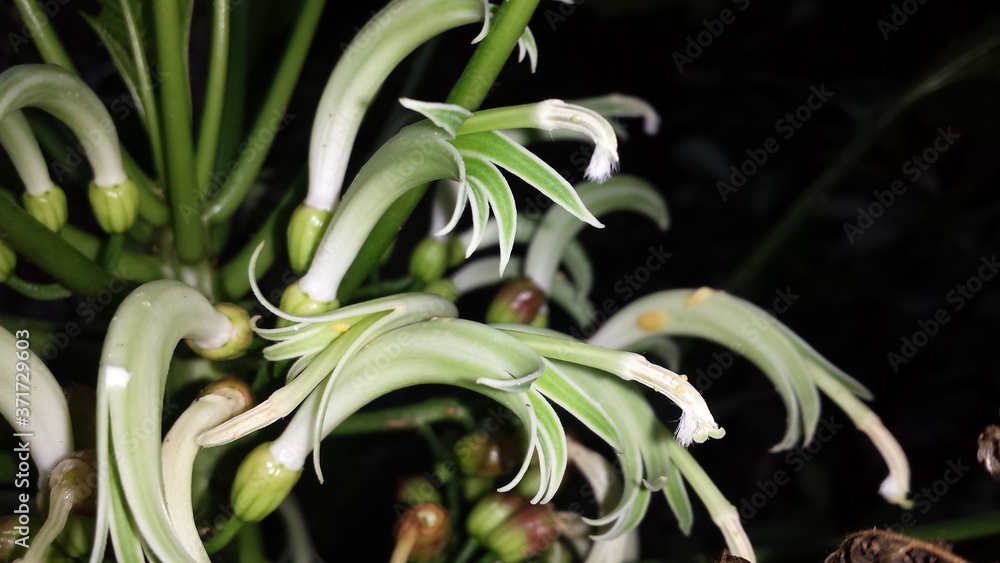 Obraz premium Hawaiian Plants