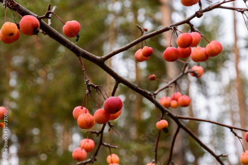 Fruits of wild forest apples in late autumn