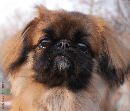 Portrait of cute fluffy hairy small dog pekingese closeup outdoor.