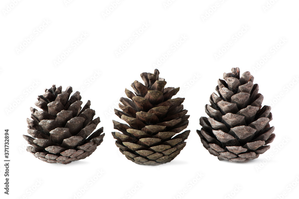 three pine cones on a white background three pine cones on a white background