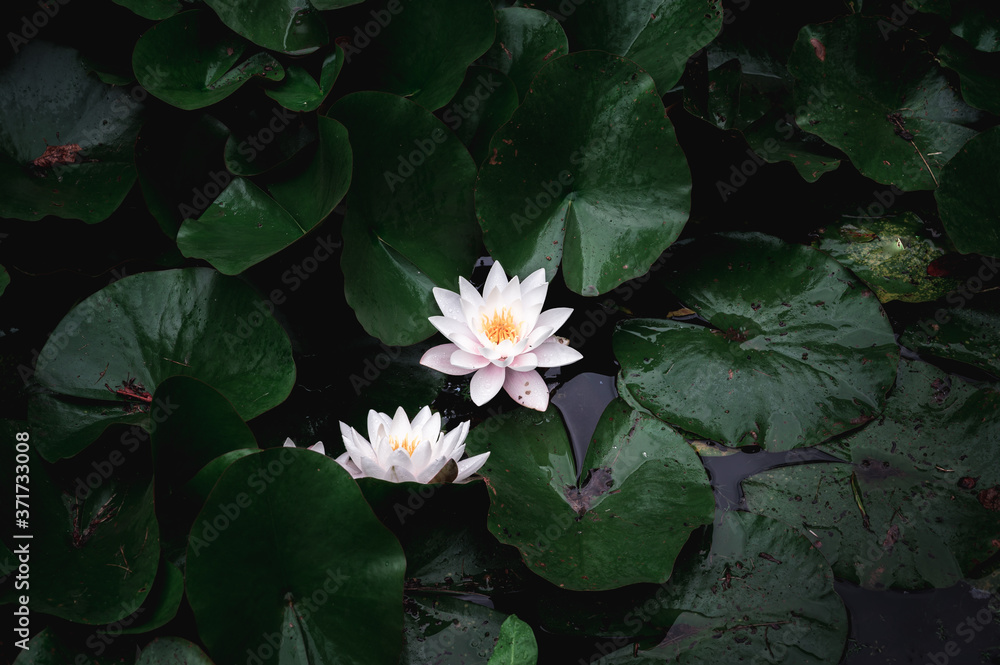 Two water lillies in full bloom in a dark and moody pond Two water lillies in full bloom in a dark and moody pond