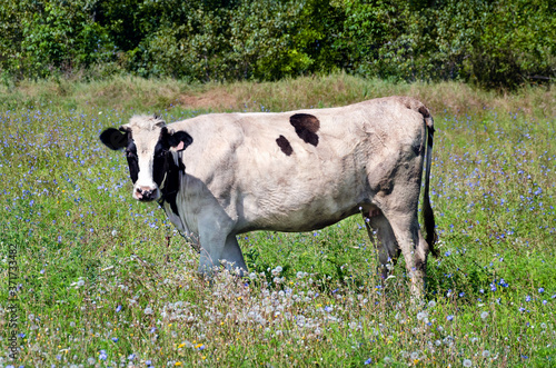 White pied cow standing on green grass in a meadow  pasture.