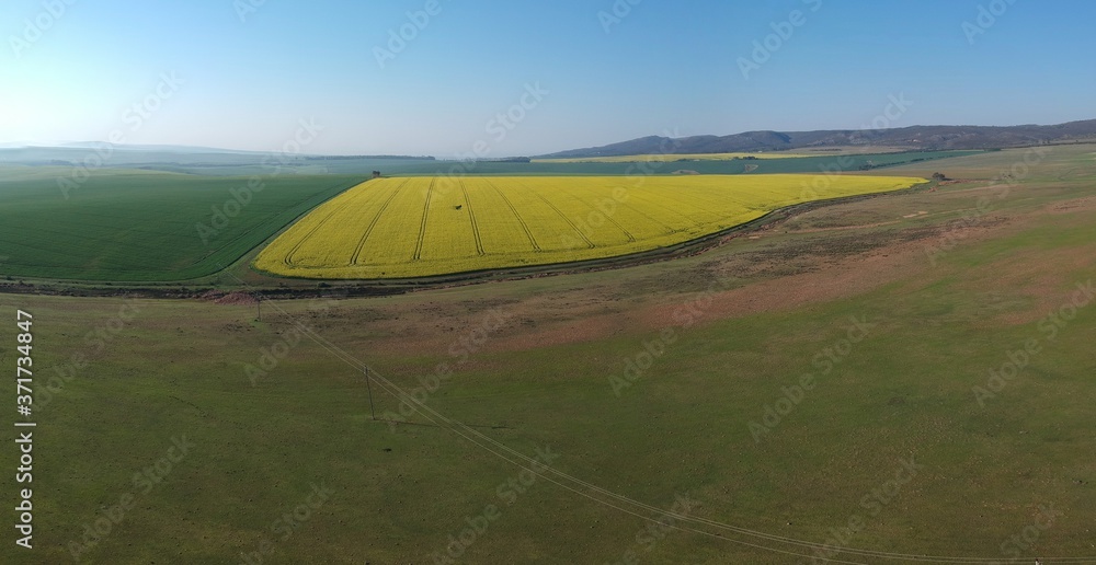 Obraz premium Canola fields in full bloom near Napier and Bredasdorp in the Western Cape