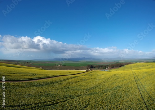 Canola fields in full bloom near Napier and Bredasdorp in the Western Cape