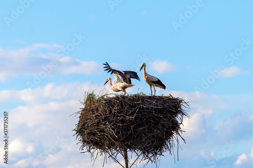 Two white stork on the nest in the spring