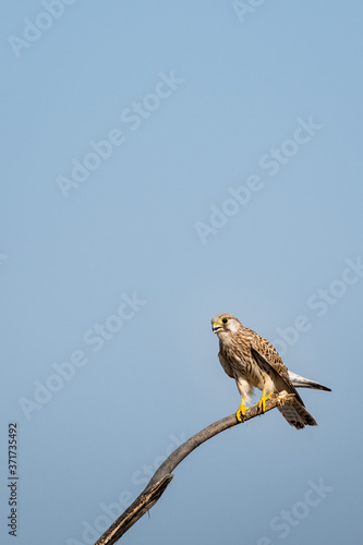 Common kestrel or Falco tinnunculus perched on branch at tal chhapar sanctuary churu rajasthan india