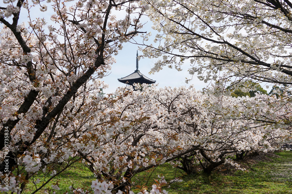 仁和寺の御室桜と五重塔