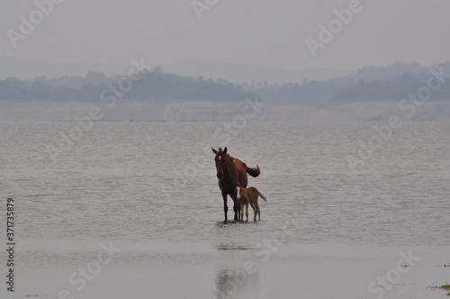 Horses walk on water.