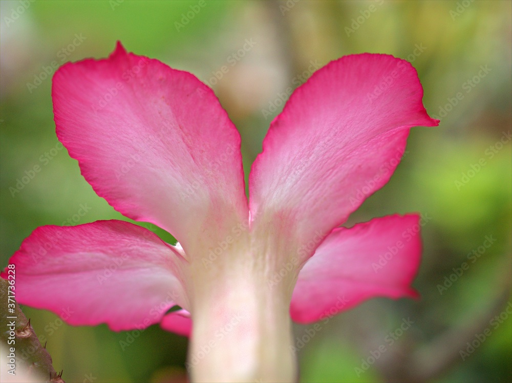 Fototapeta premium Closeup pink petals of desert rose flower plants in garden with blurred background ,macro image, sweet color for card design ,soft focus