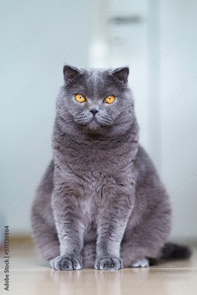 Portrait of a cat Portrait of a cat