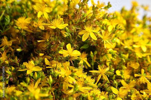 Fotografie Common St Johns wort or tutsan flower in blossom
