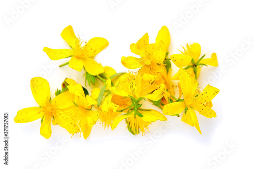 Hypericum perforatum or St Johns wort flowers isolated on white background