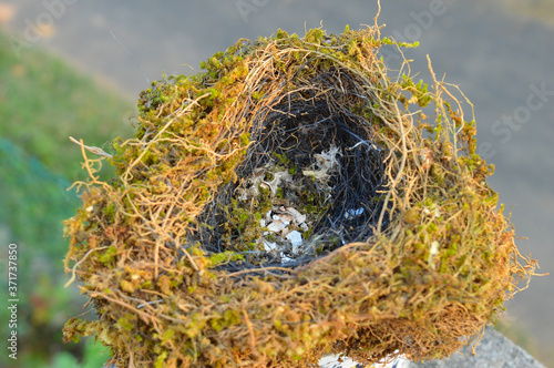 An empty birds nest on a branch. symbolically it represents life, growth, health, family stability, & beauty among other fortunate things.  