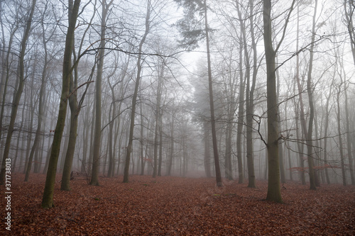 Mysterious forest in the mist